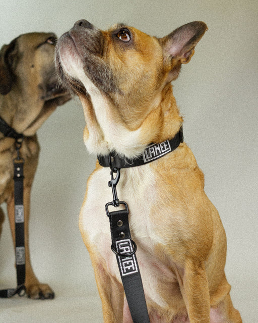 LANEE DOG LEASH